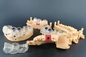 De automatische 3D Biocompatibele Hoge snelheid van For Dental Medical van de Harsprinter